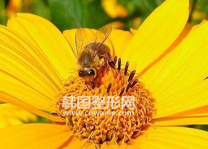 现代医学证明,蜂王胎能提高人体免疫力,促进新陈代谢,改善神经系统功能,激发细胞活力,调节内分泌;对营养不良,发育迟缓,益智安神,恢复体质,美容养颜,都有明显的食疗作用。具体如下: 神经系统:蜂王胎中含有大量的乙酰胆碱,多种氨基酸,多种维生素,特别是B族维生素,它们参与进行神经胶质细胞的合成与代谢,长期服用可减缓、消除神经衰弱,神疲健忘、失眠多梦、气短心悸等症状。 抗衰老、内养外颜:蜂王胎中含有丰富的抗衰老活性酶类——SOD超氧化物歧化酶,可以清除人体内自由基从而起到延缓衰老的作用,内服后,又可全面调节人体营养平衡,使人体细胞处于良好生理代谢状态,从而体现美容效果,对皮肤粗糙,皱纹增多,<a href='/tag_huangheban58.html'>黄褐斑</a>、气色晦暗,脱发,断发有明显改善。 内分泌系统:蜂王胎营养丰富,能够调节女性内分泌系统通过滋养女性青春美丽的源泉卵巢,给卵巢提供充足养份,延缓卵巢过早萎缩,维护其正常功能,使卵巢达到旺盛状态,从而解决女性内分泌失调引起的疲乏无力,腰酸腿软,月经不调,阴道干涩,性功能减退等诸多症状。 促进生产发育:蜂王胎中含有极高蛋白,多种氨基酸,维生素A,维生素D,锌、钙等微量元素,对促进少年儿童新陈代谢,益智安神,增进食欲,增加营养,对成年人体虚体弱,身体消瘦等皆有巨大作用 增强免疫力:蜂王胎中含有丰富的天然牛磺酸,对持续调节人体生理机能、激发细胞活力,提高机体免疫力有着显著功效。 消化系统:蜂王胎中含有丰富的蛋白质,氨基酸、维生素B1等可促进对胃液的合成与正常分泌,活跃了消化系统,对治疗慢性胃炎、胃十二指肠溃疡有显著辅助治疗作用。 食用好处 1、滋养卵巢 修复子宫 经科学测定,蜂王胎含有大量的天然卵巢生长素,同时含有180多种天然珍稀成分,能有效滋养卵巢,延缓卵巢功能衰退、老化。此外,蜂王胎含有胚胎细胞旺盛的生命力,能促进人体组织增加分裂及活化,迫使已衰老或老化的细胞分裂排除,并由新的细胞进行替代工作,对女性每月月经造成的子宫受损及药流、人流造成的子宫受损,有营养滋润修复作用 2、保持青春 延缓衰老 现代医学研究表明,30至40岁的女性由于卵巢功能下降,带来许多不可遏止的衰老症状,如内分泌失调、疲乏无力、月经不调、腰酸腿软等问题困扰着现代女性。脱发、断发、皮肤松弛、粗糙、皱纹增加、脸色灰暗等更增添了女人的烦恼。医学专家告诫,衰老背后隐藏的是整个人体健康状况的恶化,因此,必须引起高度重视,卵巢护养是女性保持健康、美丽的源泉。 3、<a href='/tag_yangyanquban.html'>养颜祛斑</a> <a href='/tag_quzhou26.html'>祛皱</a> 陶弘景的《神农本草经集注》指示,蜂仔酒渍敷面令人悦目。蜂王胎含有极其丰富的蜕皮激素和生物活性因子,试验表明,长期服用蜂王胎,可以<a href='/tag_xiaochuhuangheban.html'>消除黄褐斑</a>、雀斑等皮肤斑,可使皮肤细腻,更可增强皮肤表面张力,减缓消除表皮组织松弛而形成的皱纹。 4、抑制肿瘤 蜂王胎含有各种具有生物活性的生物酶素、酶类物质,能促进蛋白质的正常肽链的螺旋状结构的建立,并使氨基酸的序列正常化,从而有助于受肿瘤破球的细胞结构的正常化,国外报道,蜂王胎含有抑制肿瘤的特殊混合激素,有抗癌作用。 5、提高智力 恢复体能 蜂王胎富含有8种人体必需的氨基酸,基中天门冬氨基酸和谷氨酸的含量最高,对人体有很好的健脑、促进记忆作用。可提高智力,促进消化机能的恢复,以及身体虚弱、疲乏无力、病后或手术的恢复。