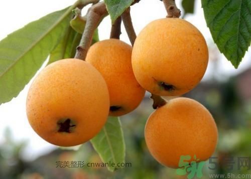 春天吃枇杷可以减肥吗？吃枇杷减肥怎么样？