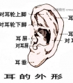 耳再造手术的真相