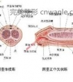 生殖整形含义