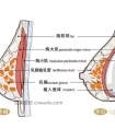【假体隆胸修复手术】