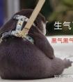 隆胸之后可以坐飞机吗?多久可以羞羞!